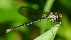 Argia sedula