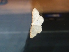 Idaea humiliata