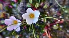 Oxalis simplex