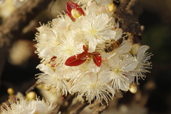 Eugenia dysenterica