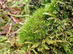 Dicranodontium denudatum