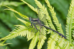 Gomphurus lineatifrons