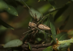 Oxyopes elegans