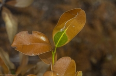 Acronychia imperforata