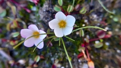 Oxalis simplex