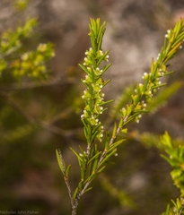 Ochrosperma lineare