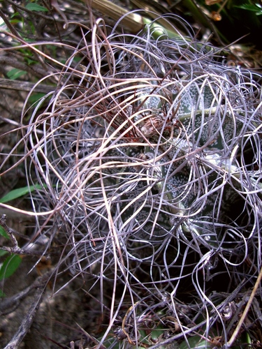 Goat's-horn Cactus