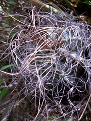 Astrophytum capricorne