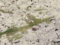 Tetraogallus caucasicus