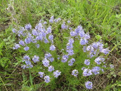 Veronica austriaca jacquinii