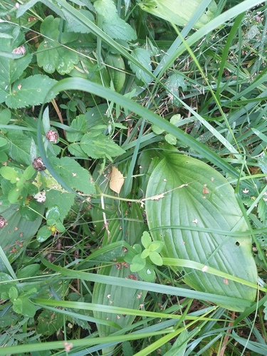 Wavy-leaf Plantain-Lily (Hosta undulata)