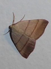 Drepanulatrix bifilata