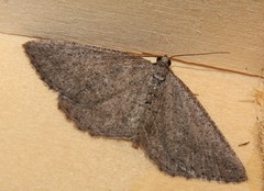 Rhoptria asperaria
