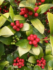 Skimmia