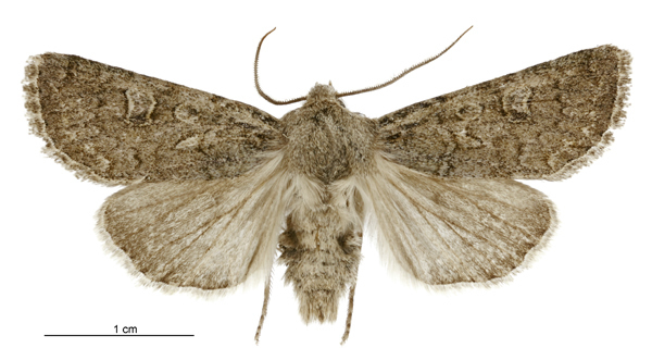 Ichneutica sistens