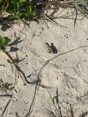 Leiocephalus cubensis