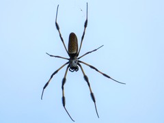 Trichonephila clavipes image