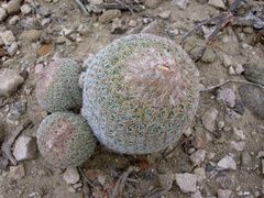 Epithelantha greggii greggii