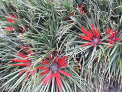 Fascicularia bicolor