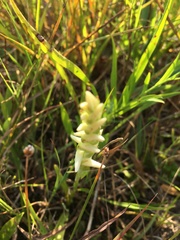 Spiranthes incurva