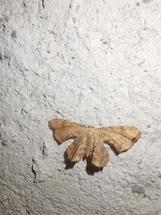 Calledapteryx dryopterata