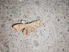 Calledapteryx dryopterata