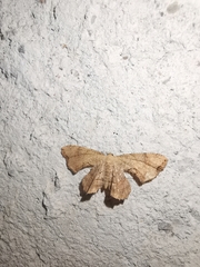 Calledapteryx dryopterata