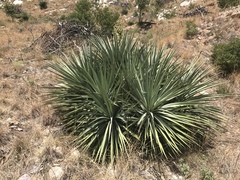 Yucca schottii