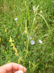 Melilotus altissimus