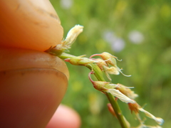 Melilotus altissimus