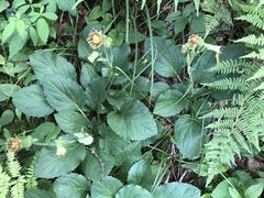 Rugelia nudicaulis