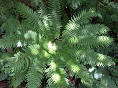 Dryopteris crassirhizoma