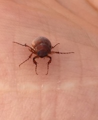 Maladera holosericea
