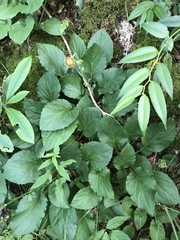 Rugelia nudicaulis