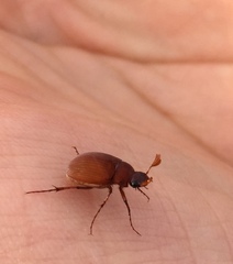 Maladera holosericea