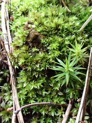 Ptychostomum moravicum