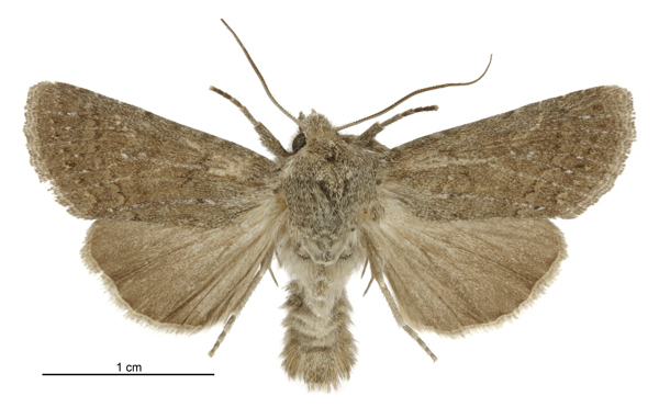 Ichneutica sollennis