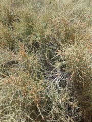 Pteropyrum olivierii
