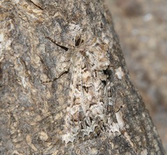 Pachetra sagittigera