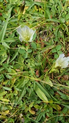 Gentiana newberryi tiogana