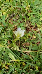 Gentiana newberryi tiogana