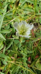 Gentiana newberryi tiogana