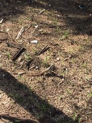 Leiocephalus cubensis