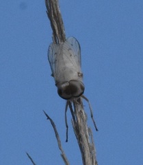 Stenotabanus