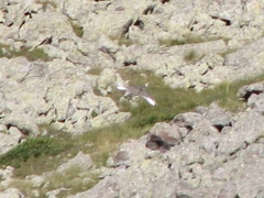 Tetraogallus caucasicus