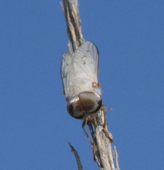 Stenotabanus