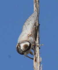 Stenotabanus