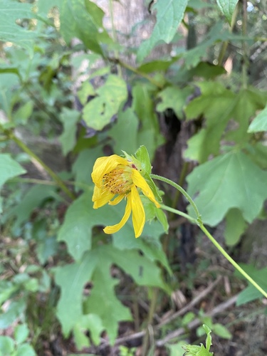 Smallanthus uvedalia image