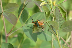 Philematium festivum