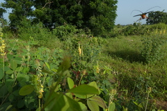 Philematium festivum